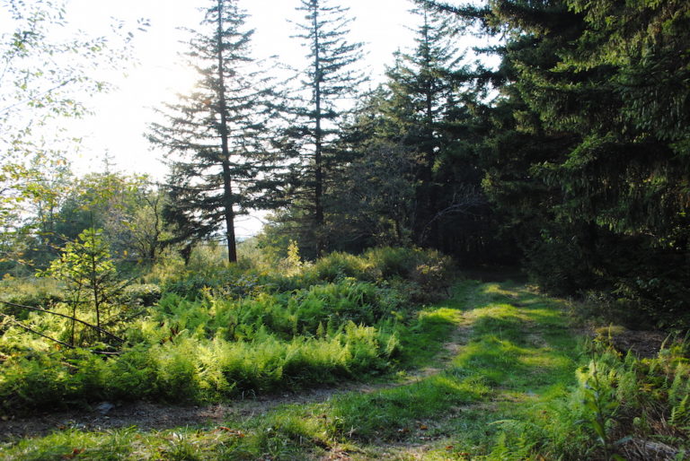 vermont hiking trail