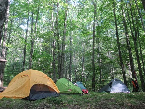 vermont camping forest