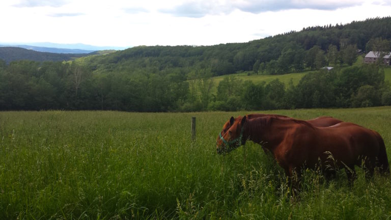 horses, animal products, farm, Vermont